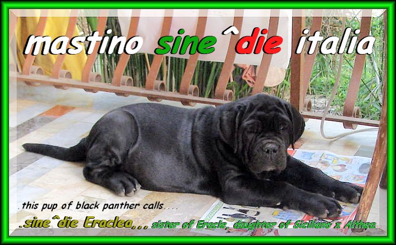 sine^die Eraclea,,,