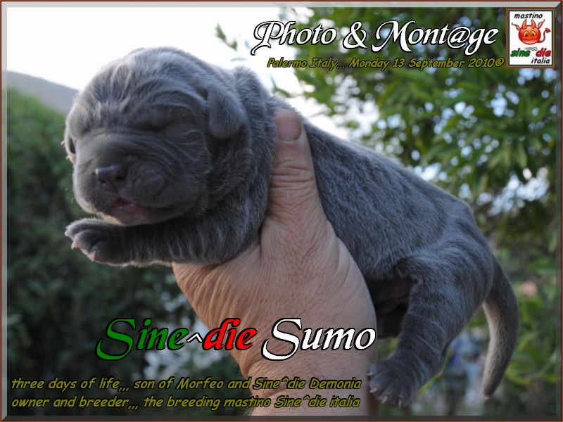 cuccioli di Demonia e Morfeo