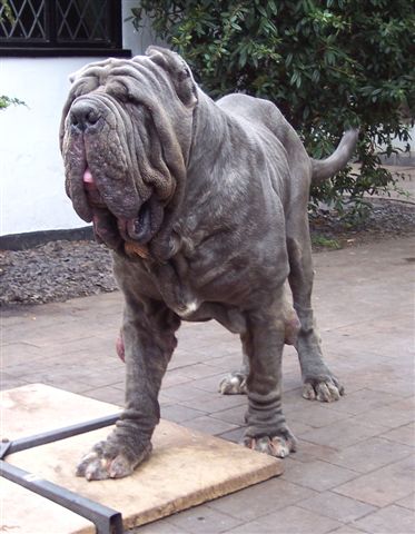 dogs 26 5 2007 174