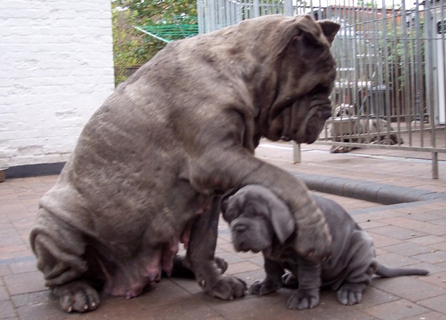 pups LUNA X VELENO 06 06 2007 027