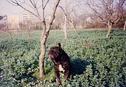 Nerone44