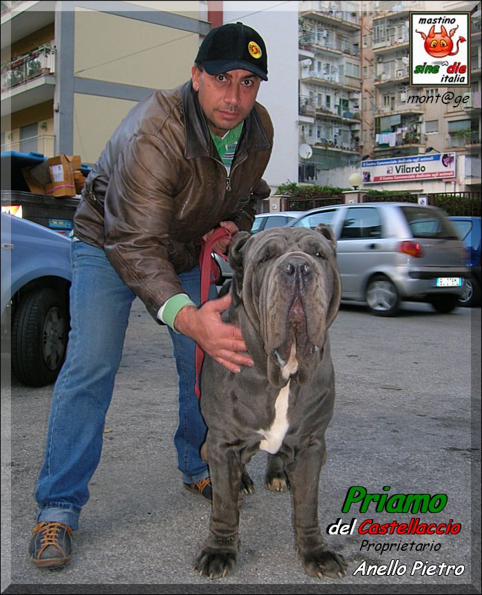 Priamo del Castellaccio,,, owner Anello Pietro,, mont@ge mastino sine^die italia,,,