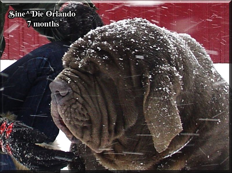 Sine^die Orlando 7 months,,
