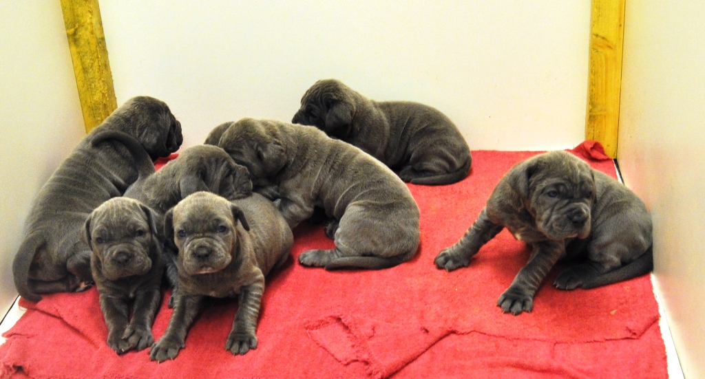 Triana x Leone Puppies 26 10 2010 010