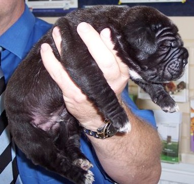pups Allegra 01 06 2007 010