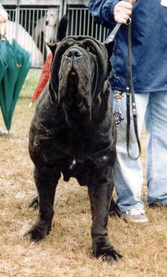 carnera4
