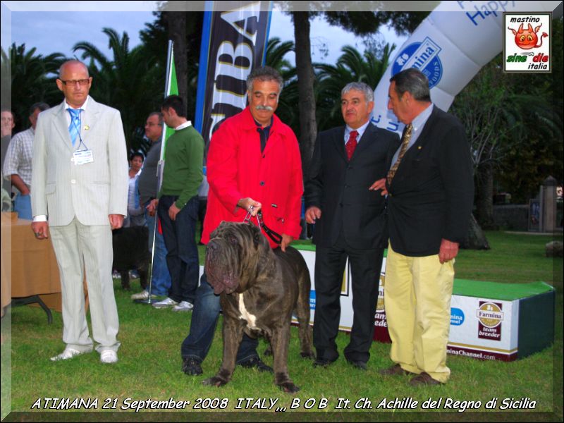 ATIMANA 2008 BOB It. Ch. Achille del Regno di Sicilia..
