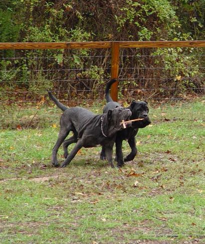 picture_008_411x490
