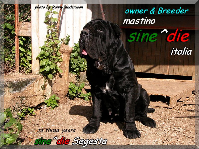 sine^die Segesta to three years,,, owner & breeder,,, mastino sine^die italia