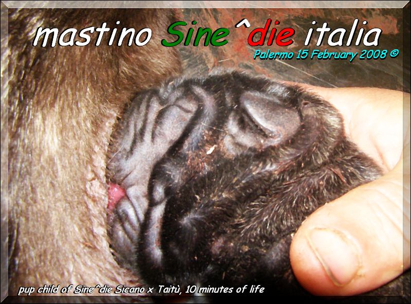 cuccioli di Sine^die Sicano x Taitu breeder mastino Sine^die italia,