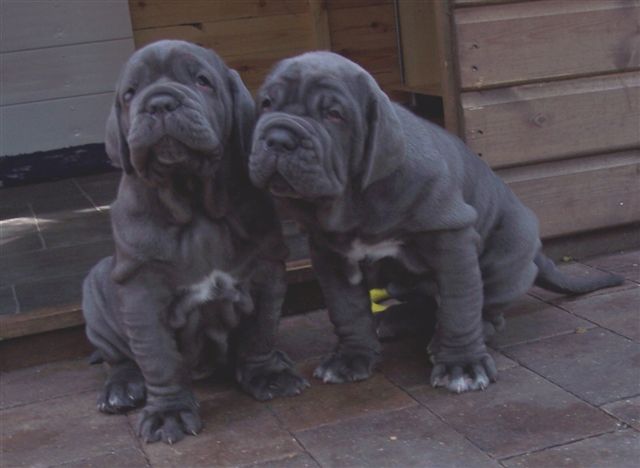 pups LUNA X VELENO 02 06 2007 028