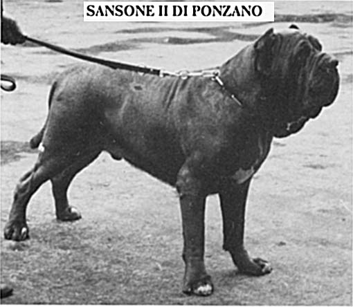 Sansone
