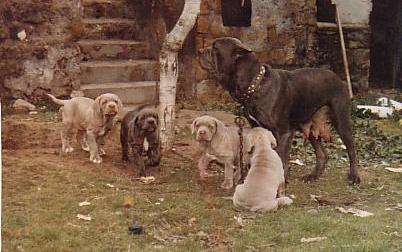 pups tawny color