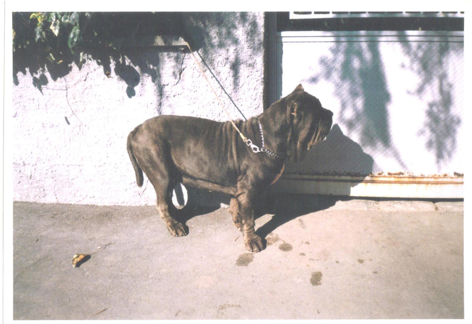 Sara - ch. Italiana -