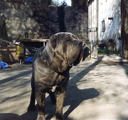 masaniello_di_acerra_1
