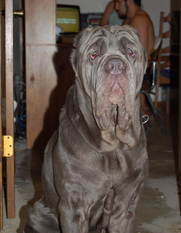 Rosamunda