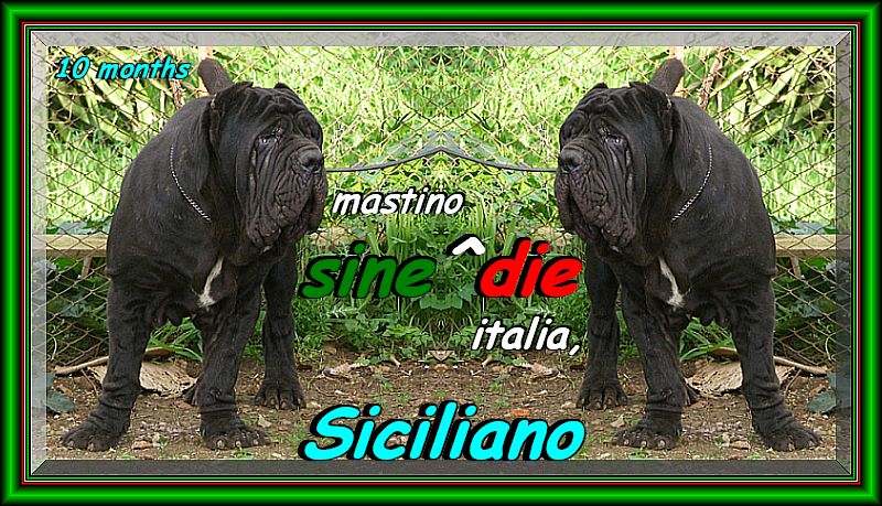 Siciliano by Sine^die son of Sine^die Sicano