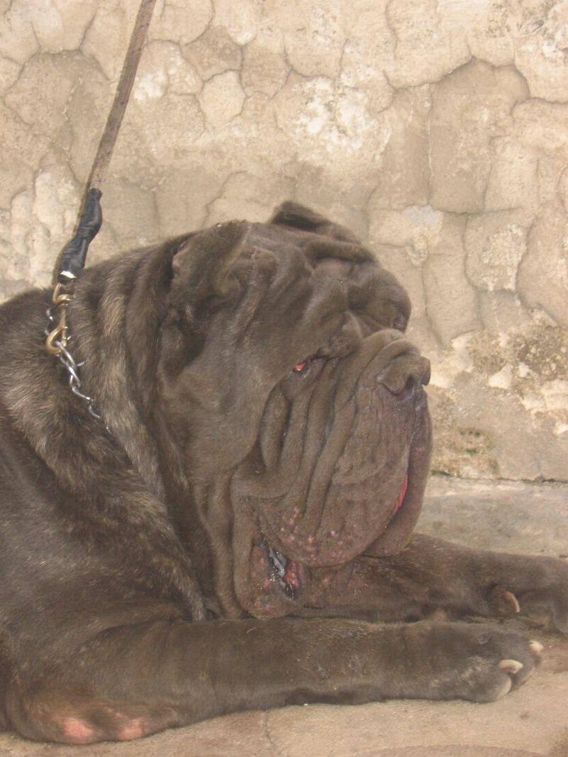 Guaglione  di casa Panico 3