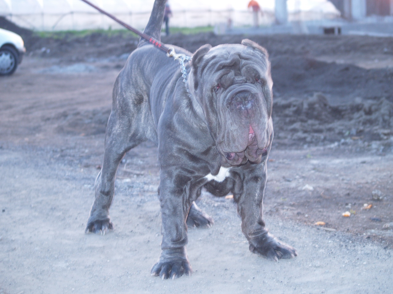 Dogs 18 01 2007 092