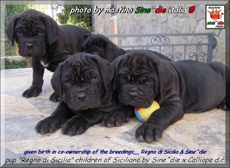 given birth in co-ownership of the breedings,,,, Regno di Sicilia & Sine^die