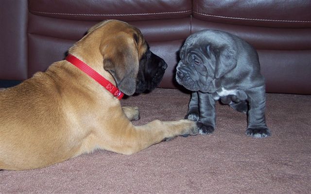 Rayvonley Tonino (4 weeks 4 days with my sisters 11 week old mastiff.1jpg