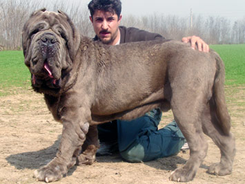achille2