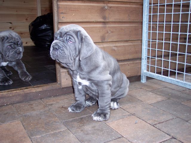 pups 01 06 2007 019