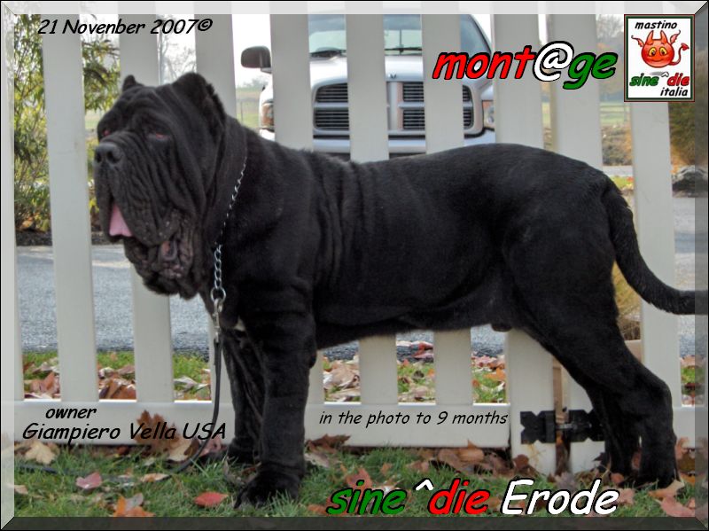 sine^die Erode, son of Siciliano, breeder mastino sine^die italia, owner Pete Vella USA