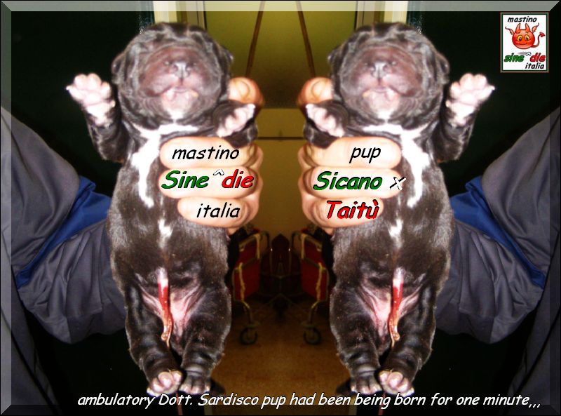 cuccioli di Sine^die Sicano x Taitu breeder mastino Sine^die italia,,,