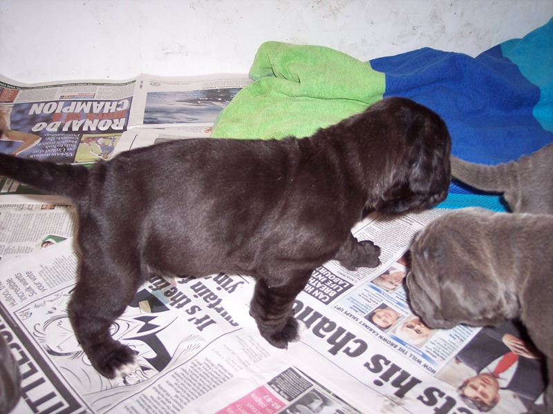 Allegra pups 12 06  2007 002