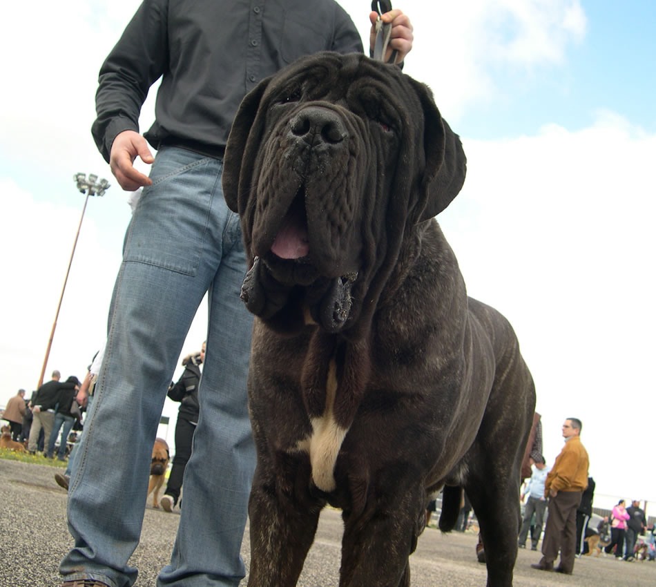Bosco2