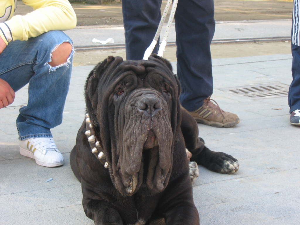 Guaglione by Zambrano Roberto -