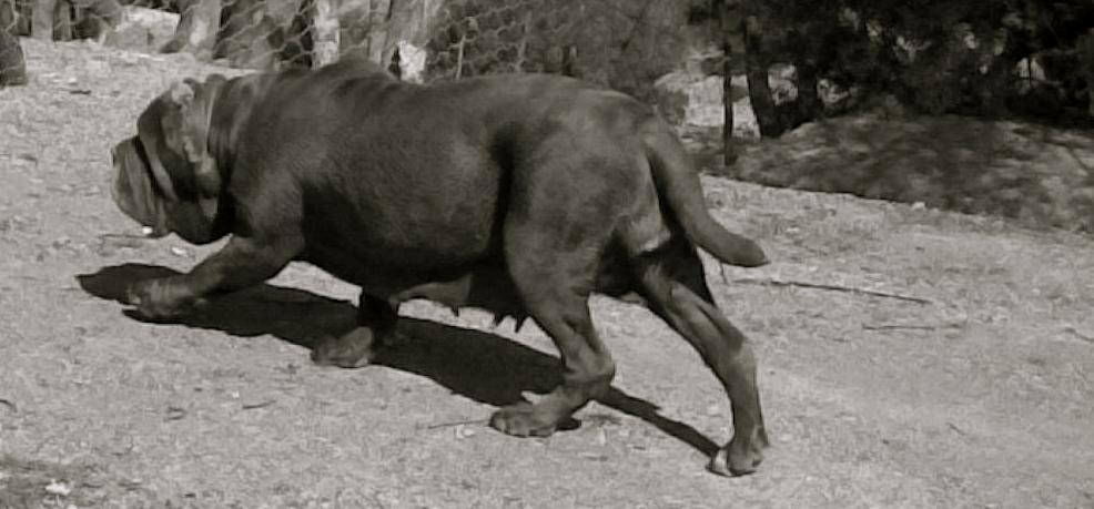 marchespinge