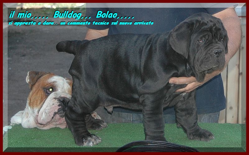 Siciliano & Bolao..... by mastino sine^die italia