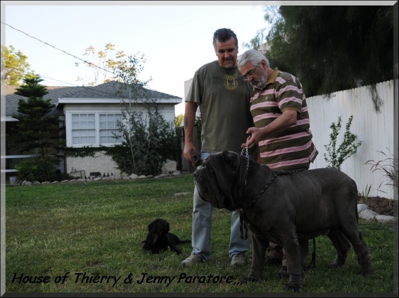 las Mastiff of Thierry