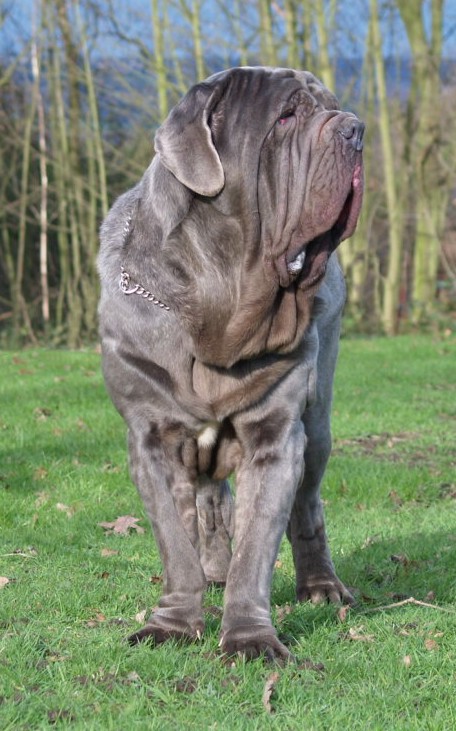 dogs 28 01 2007 047