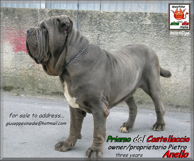 Priamo del Castellaccio,, owner Anello Pietro,, mont@ge mastino sine^die italia,,, x Giuliano