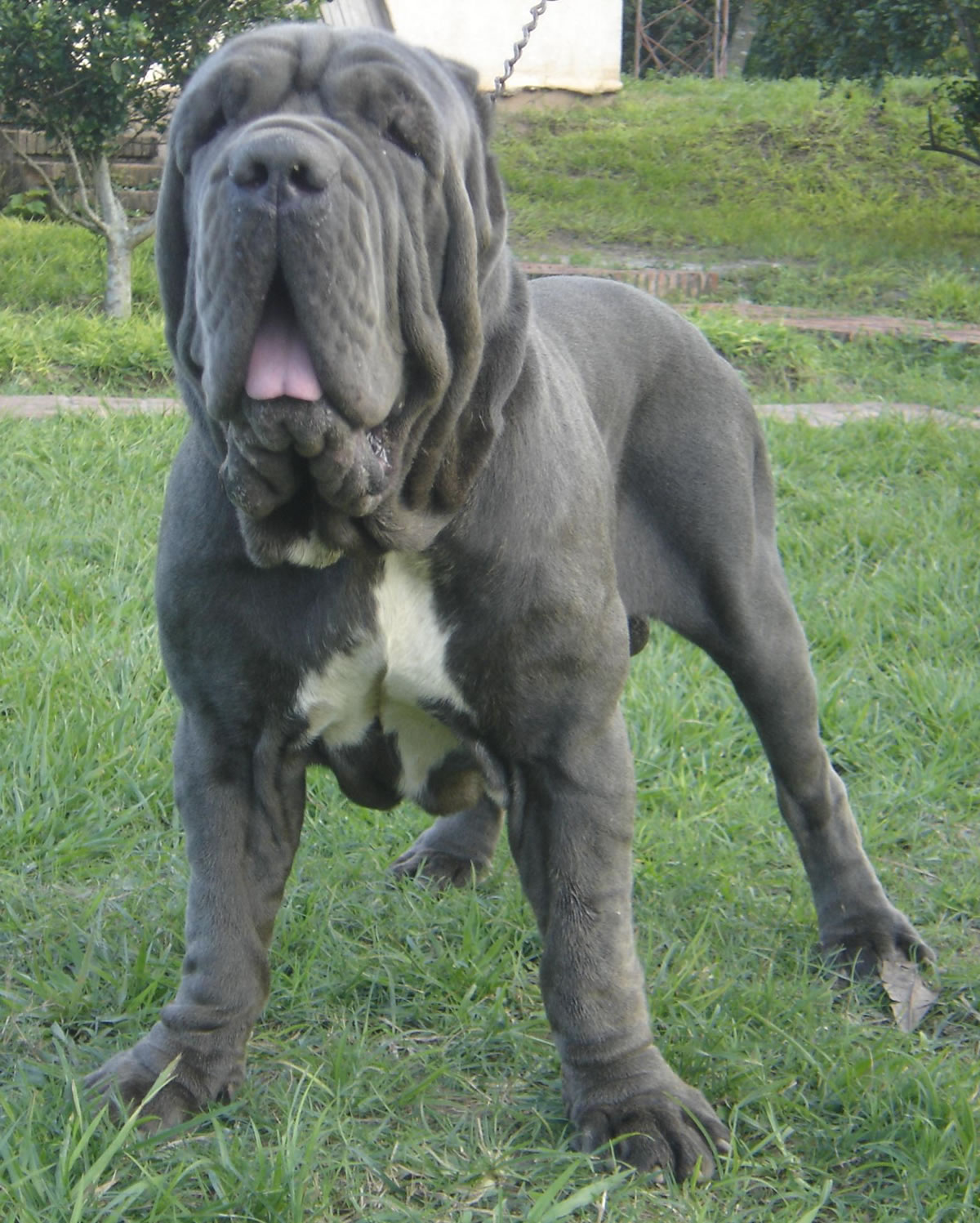 boscodezamora