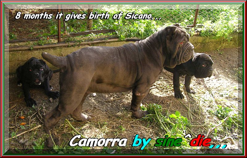 CAMORRA daughter of sine^die Sicano 800...pixel. 8 months, , ,