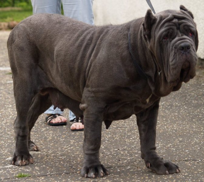 Allegra Ardolino of rayvonley (4)