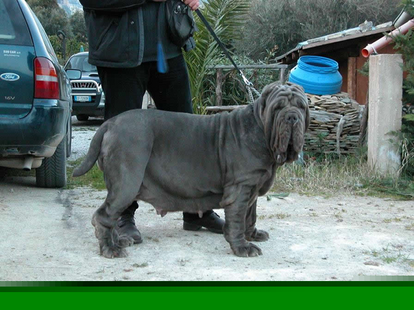 normal_perla dello stradone3