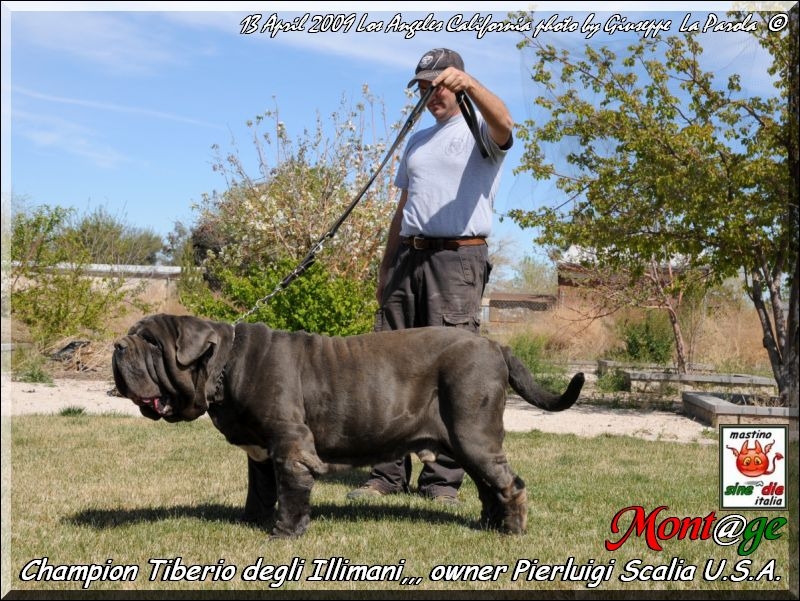 lax Ch. Tiberio Illimani with P. Scalia
