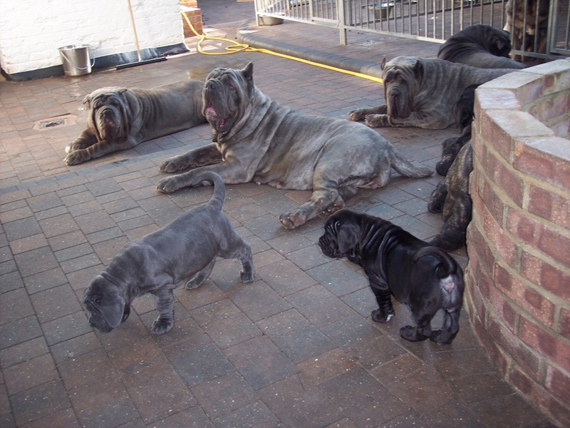 Copy of 23 07 2008 dogs 045