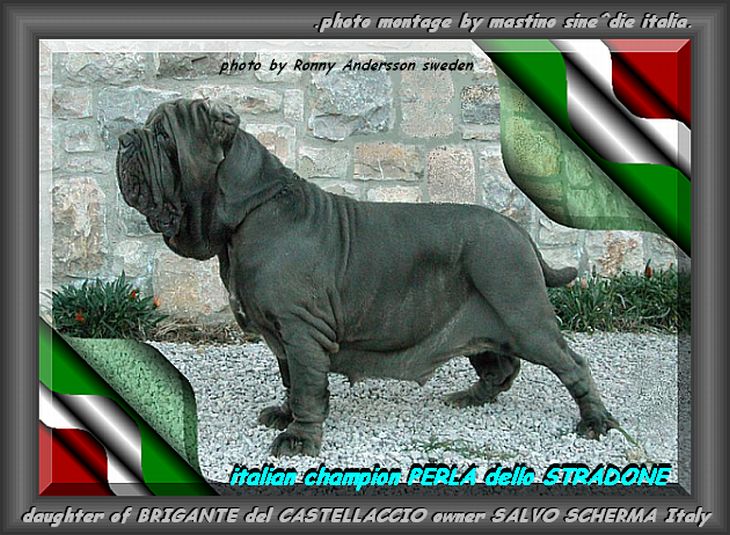 italian campion PERLA dello STRADONE 730