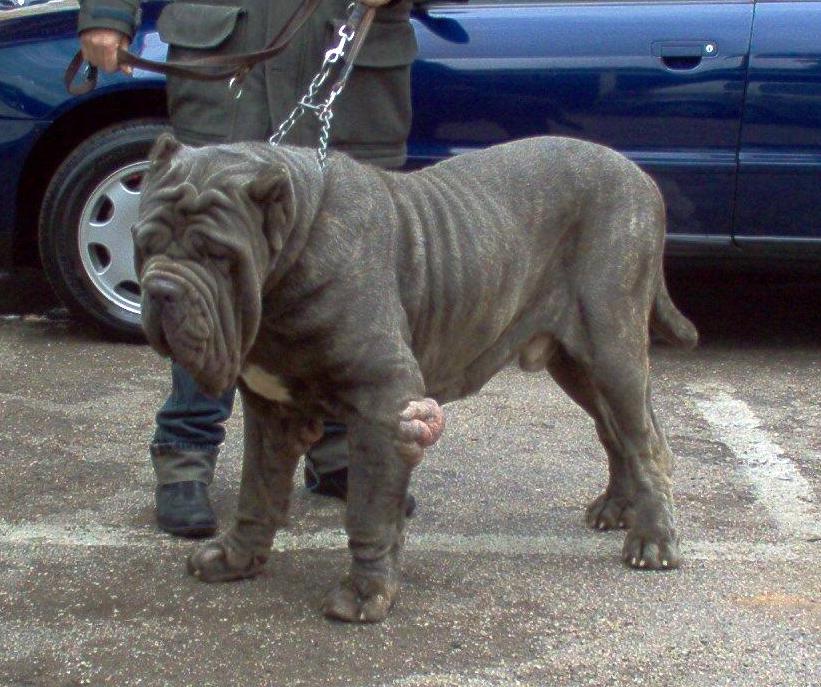 ettore_4