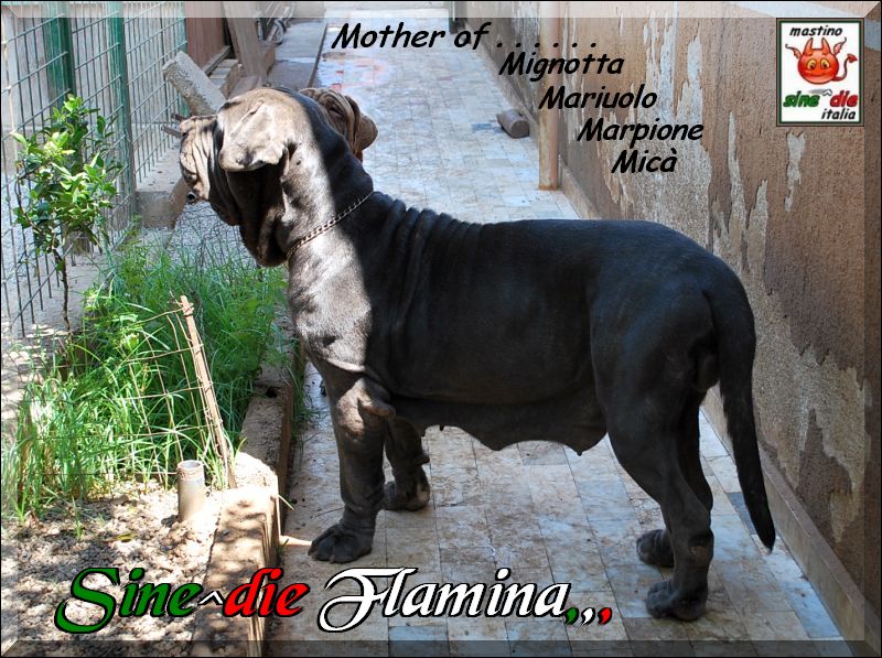 Sine^die Flaminia