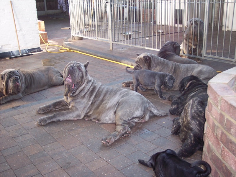 Copy of 23 07 2008 dogs 044