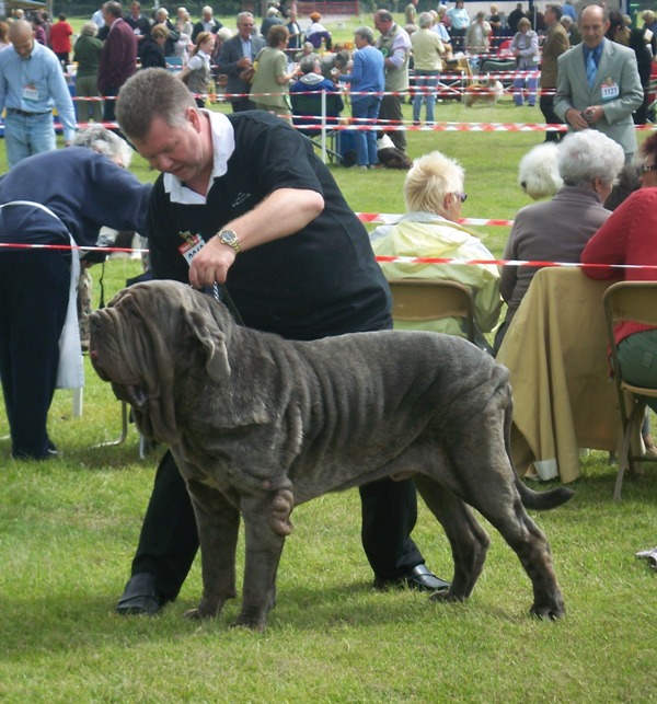 National Working Breeds Ch Sh 14 07 2007 Rayvonley Lion Best of Breed.