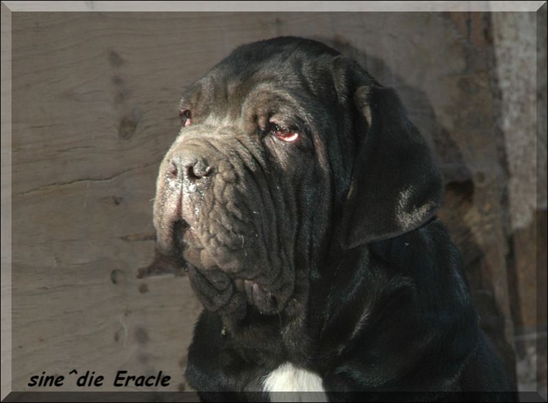 sine^die Eracle,,, son of Siciliano x Althea by sine^die,,,-