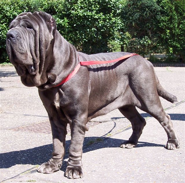 dogs 02 07 2006.a 029